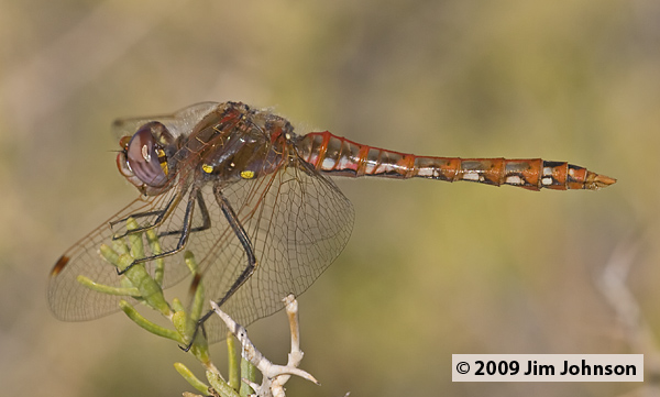Sympetrum corruptum 20070722_0040, Variegated Meadowhawk Sympetrum corruptum 20070722_0040, Variegated Meadowhawk