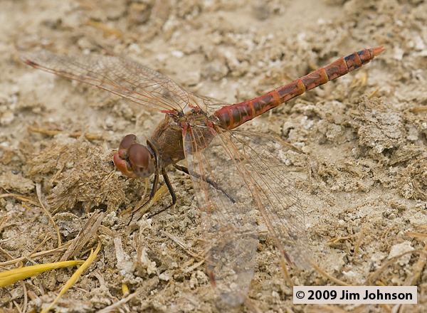 Sympetrum corruptum 20070723_0255, Variegated Meadowhawk Sympetrum corruptum 20070723_0255, Variegated Meadowhawk