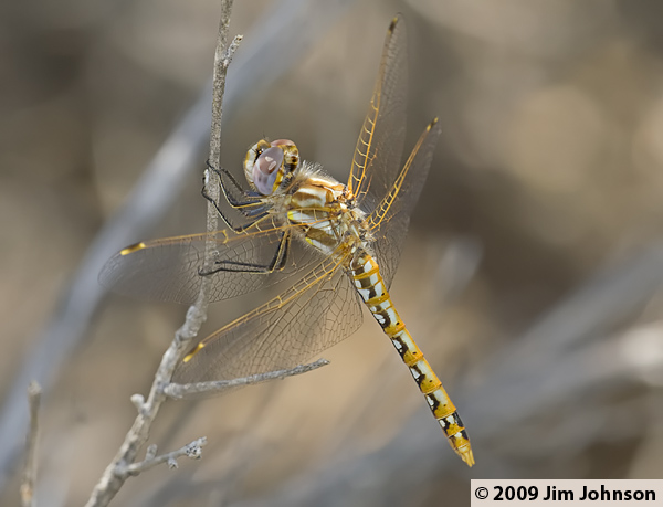 Sympetrum corruptum 20070803_0836, Variegated Meadowhawk Sympetrum corruptum 20070803_0836, Variegated Meadowhawk