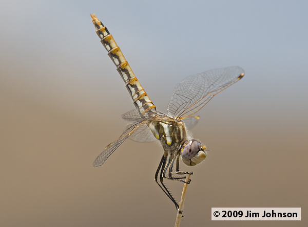 Sympetrum corruptum 20070803_0838, Variegated Meadowhawk Sympetrum corruptum 20070803_0838, Variegated Meadowhawk