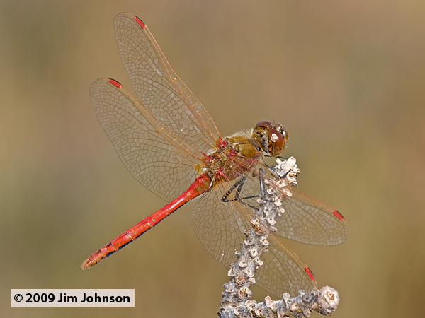 Sympetrum costiferum 20090912_0129, Saffron-winged Meadowhawk