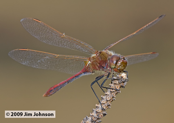 Sympetrum costiferum 20090912_0135, Saffron-winged Meadowhawk