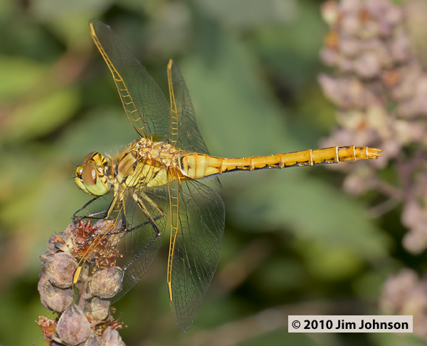 Sympetrum costiferum 20100820_0108, Saffron-winged Meadowhawk