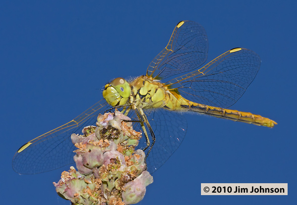 Sympetrum costiferum 20100820_0143, Saffron-winged Meadowhawk