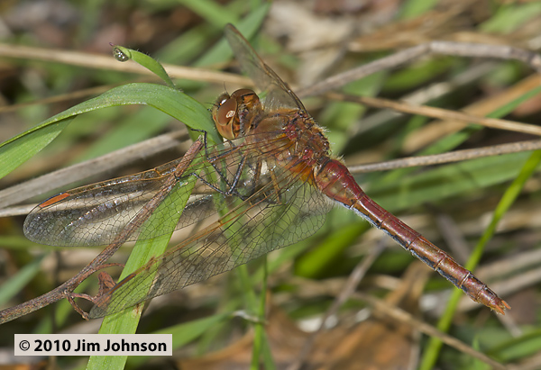 Sympetrum costiferum 20100925_0017, Saffron-winged Meadowhawk