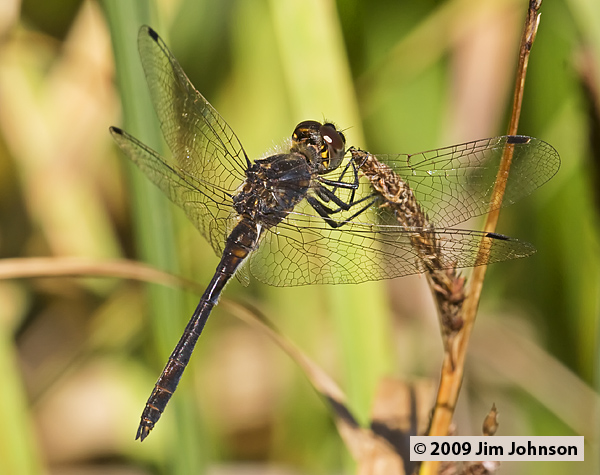 Sympetrum danae 20070807_1268, Black Meadowhawk
