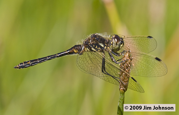 Sympetrum danae 20080730_0112, Black Meadowhawk