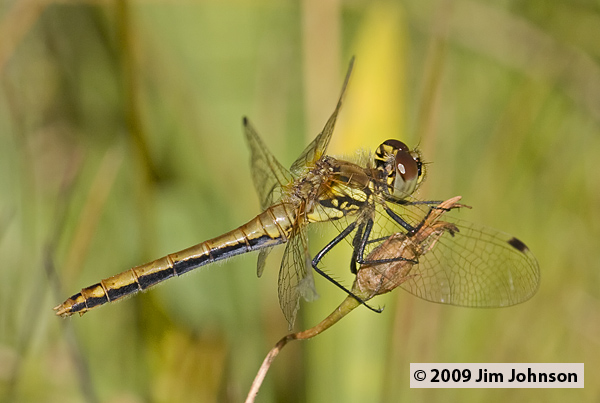 Sympetrum danae 20080905_0028, Black Meadowhawk