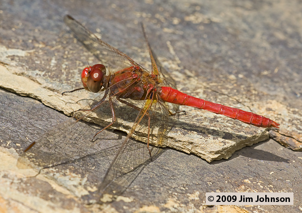 Sympetrum gilvum 20080407_1165