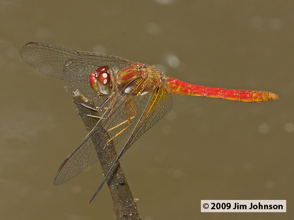 Sympetrum gilvum 20091016_3206