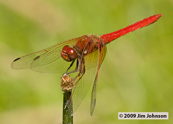 Sympetrum illotum 20080805_0056, Cardinal Meadowhawk