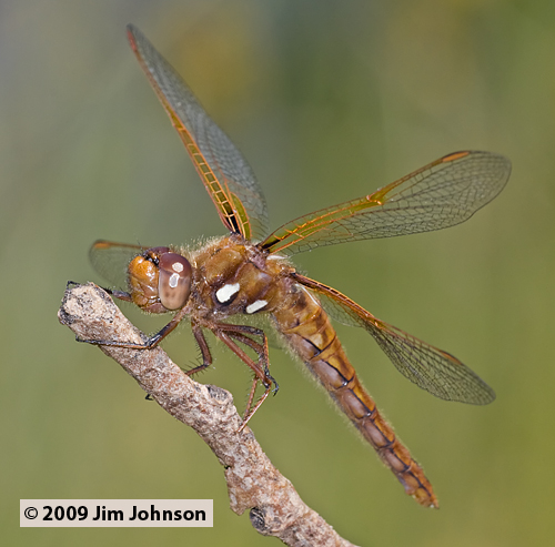 Sympetrum illotum 20090523_0066, Cardinal Meadowhawk