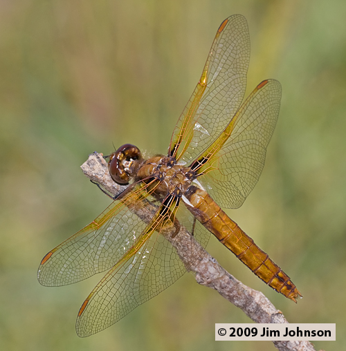 Sympetrum illotum 20090523_0072, Cardinal Meadowhawk