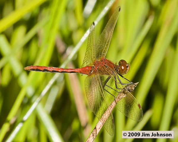 Sympetrum internum 20070806_1180, Cherry-faced Meadowhawk