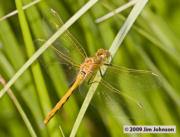Sympetrum internum 20080730_0098, Cherry-faced Meadowhawk