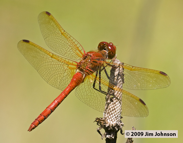 Sympetrum madidum 20070616_0219, Red-veined Meadowhawk