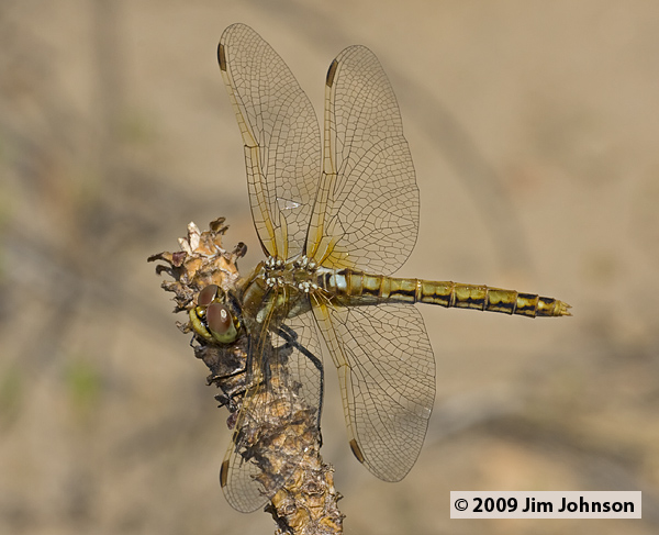 Sympetrum madidum 20080706_0019, Red-veined Meadowhawk