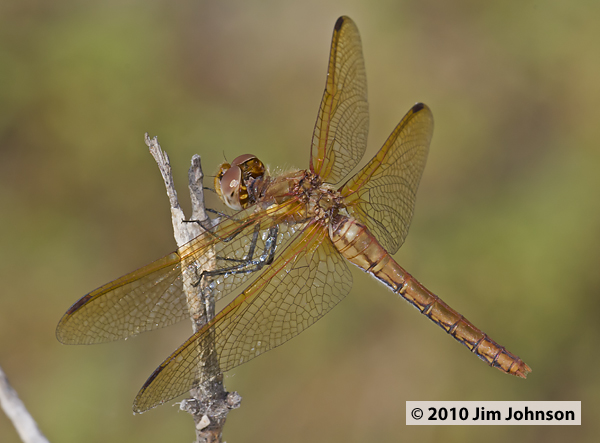 Sympetrum madidum 20100819_0208, Red-veined Meadowhawk
