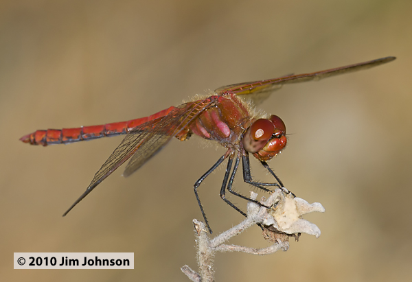 Sympetrum madidum 20100819_0220, Red-veined Meadowhawk