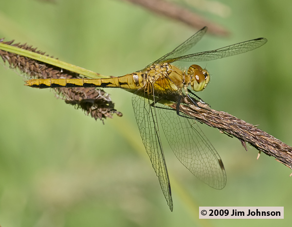 Sympetrum obtrusum 20070808_1378, White-faced Meadowhawk