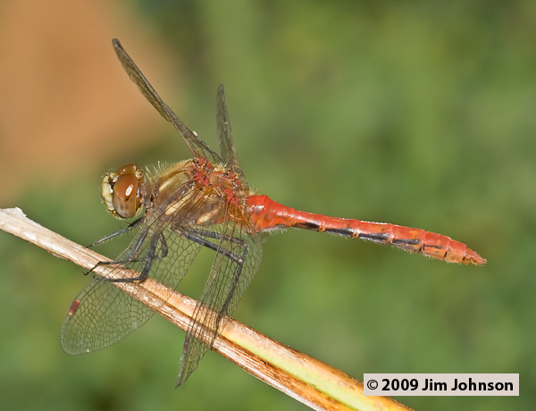 Sympetrum pallipes 20060929_0124, Striped Meadowhawk Sympetrum pallipes 20060929_0124, Striped Meadowhawk