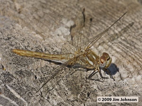 Sympetrum pallipes 20080913_0145, Striped Meadowhawk Sympetrum pallipes 20080913_0145, Striped Meadowhawk