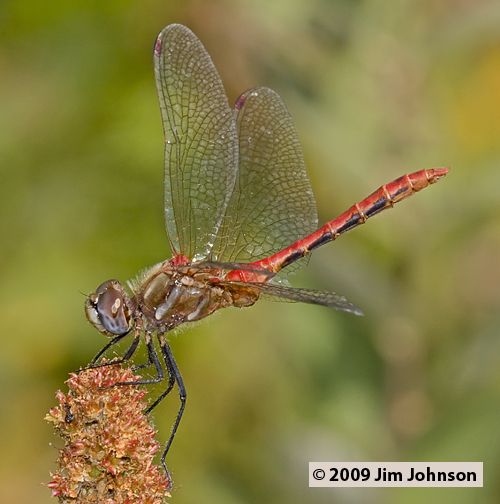 Sympetrum pallipes 20090912_0104, Striped Meadowhawk Sympetrum pallipes 20090912_0104, Striped Meadowhawk