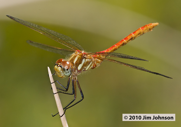 Sympetrum pallipes 20100725_0102, Striped Meadowhawk Sympetrum pallipes 20100725_0102, Striped Meadowhawk