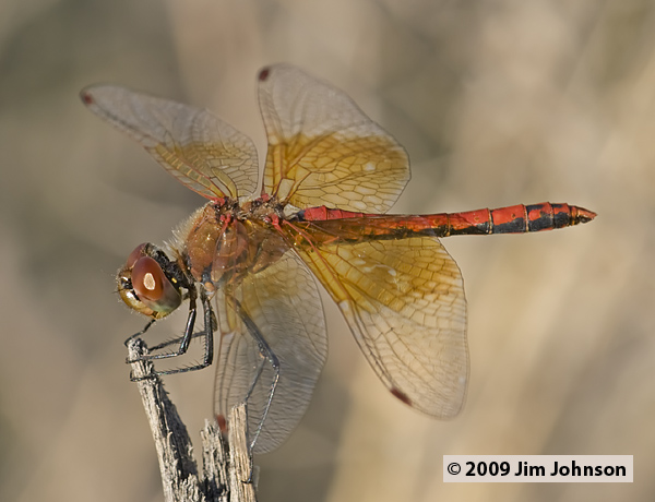 Sympetrum semicinctum 20070804_0872, Band-winged Meadowhawk Sympetrum semicinctum 20070804_0872, Band-winged Meadowhawk