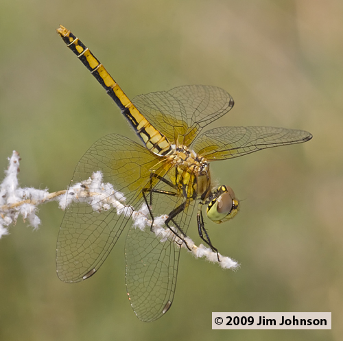 Sympetrum semicinctum 20090703_0185, Band-winged Meadowhawk Sympetrum semicinctum 20090703_0185, Band-winged Meadowhawk
