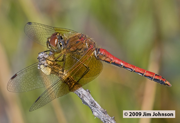 Sympetrum semicinctum 20090816_0151, Band-winged Meadowhawk Sympetrum semicinctum 20090816_0151, Band-winged Meadowhawk