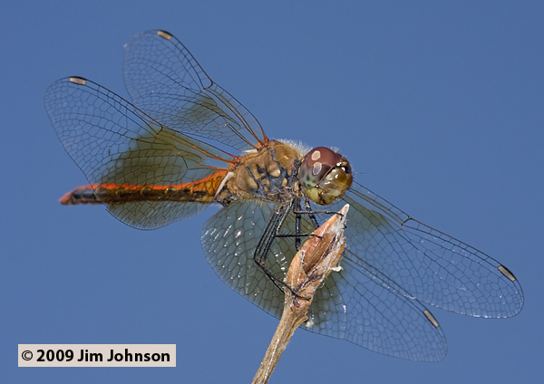 Sympetrum semicinctum 20090823_0075, Band-winged Meadowhawk Sympetrum semicinctum 20090823_0075, Band-winged Meadowhawk