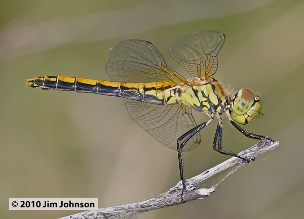 Sympetrum semicinctum 20100726_0105, Band-winged Meadowhawk Sympetrum semicinctum 20100726_0105, Band-winged Meadowhawk