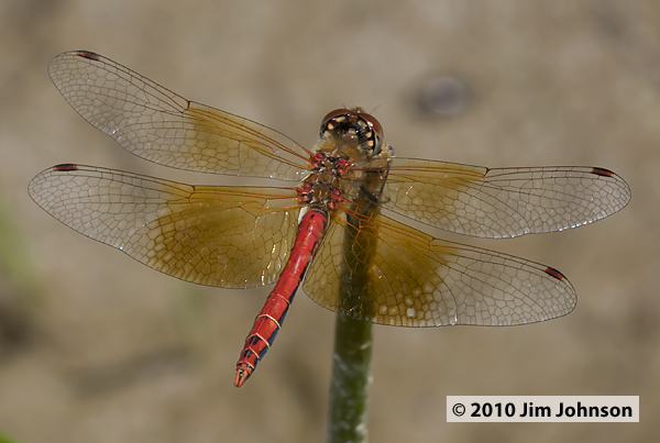 Sympetrum semicinctum 20100820_0146, Band-winged Meadowhawk Sympetrum semicinctum 20100820_0146, Band-winged Meadowhawk