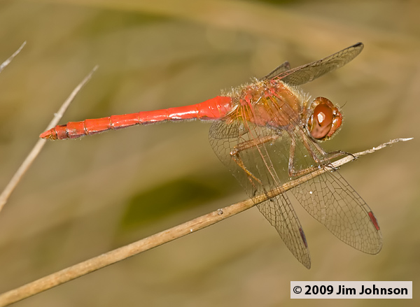 Sympetrum vicinum 20060929_0045, Autumn Meadowhawk