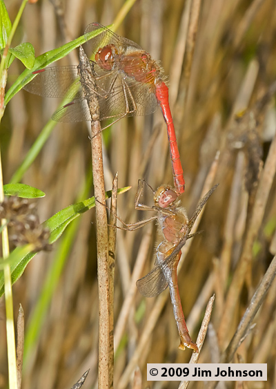 Sympetrum vicinum 20060929_0069, Autumn Meadowhawk