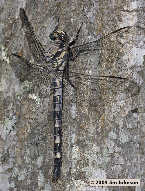 Tachopteryx thoreyi 20090601_0031, Gray Petaltail