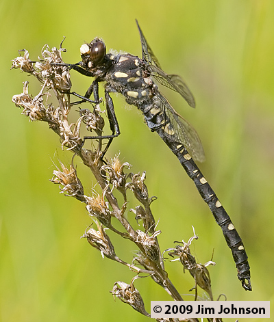 Tanypteryx hageni 20070615_0121, Black Petaltail Tanypteryx hageni 20070615_0121, Black Petaltail