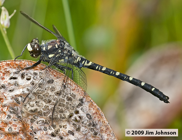 Tanypteryx hageni 20070615_0125, Black Petaltail Tanypteryx hageni 20070615_0125, Black Petaltail