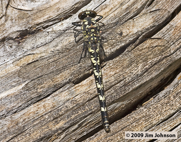 Tanypteryx hageni 20080801_0035, Black Petaltail Tanypteryx hageni 20080801_0035, Black Petaltail