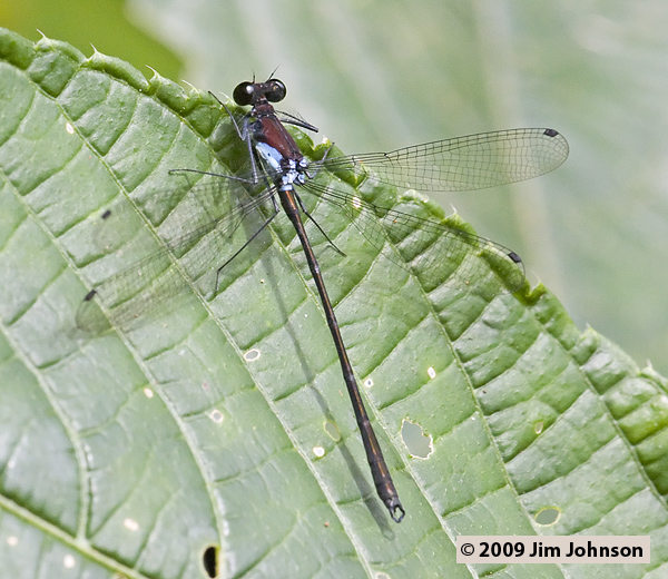 Teinopodagrion croizati 20080411_1763