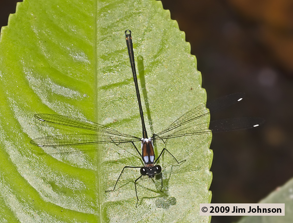 Teinopodagrion curtum 20091007_0731
