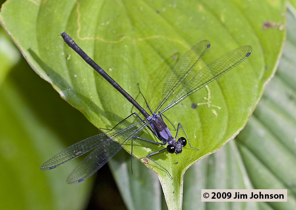 Teinopodagrion curtum 20091007_0743