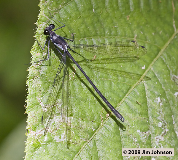 Teinopodagrion depressum 20080402_0785