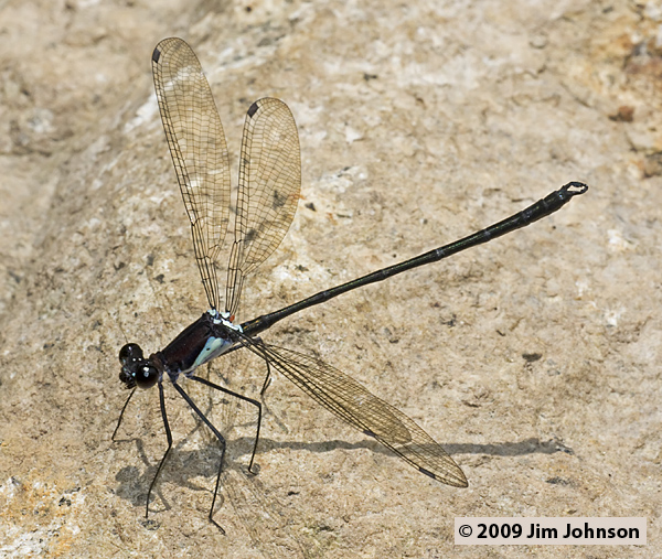 Teinopodagrion setigerum 20091016_3192