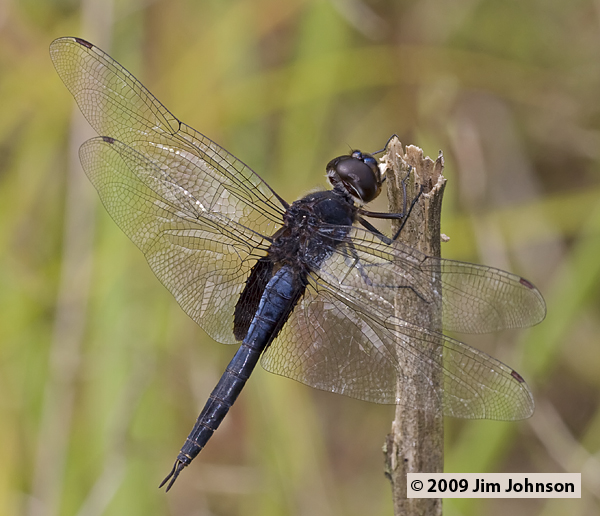 Tramea binotata 20091009_1125