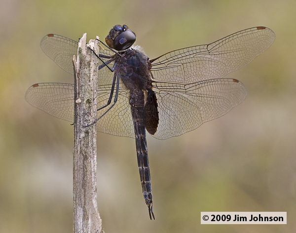 Tramea binotata 20091009_1126