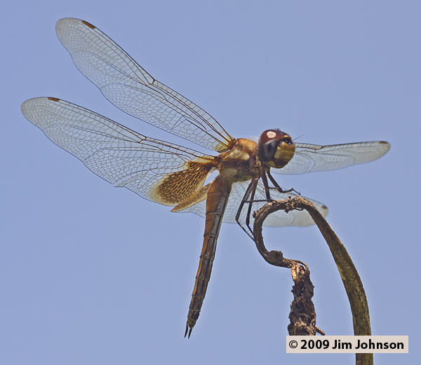 Tramea cophysa 20080412_1843