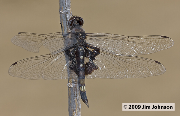 Tramea lacerata 20090823_0032, Black Saddlebags