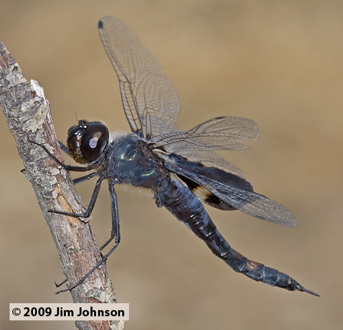 Tramea lacerata 20090913_0087, Black Saddlebags